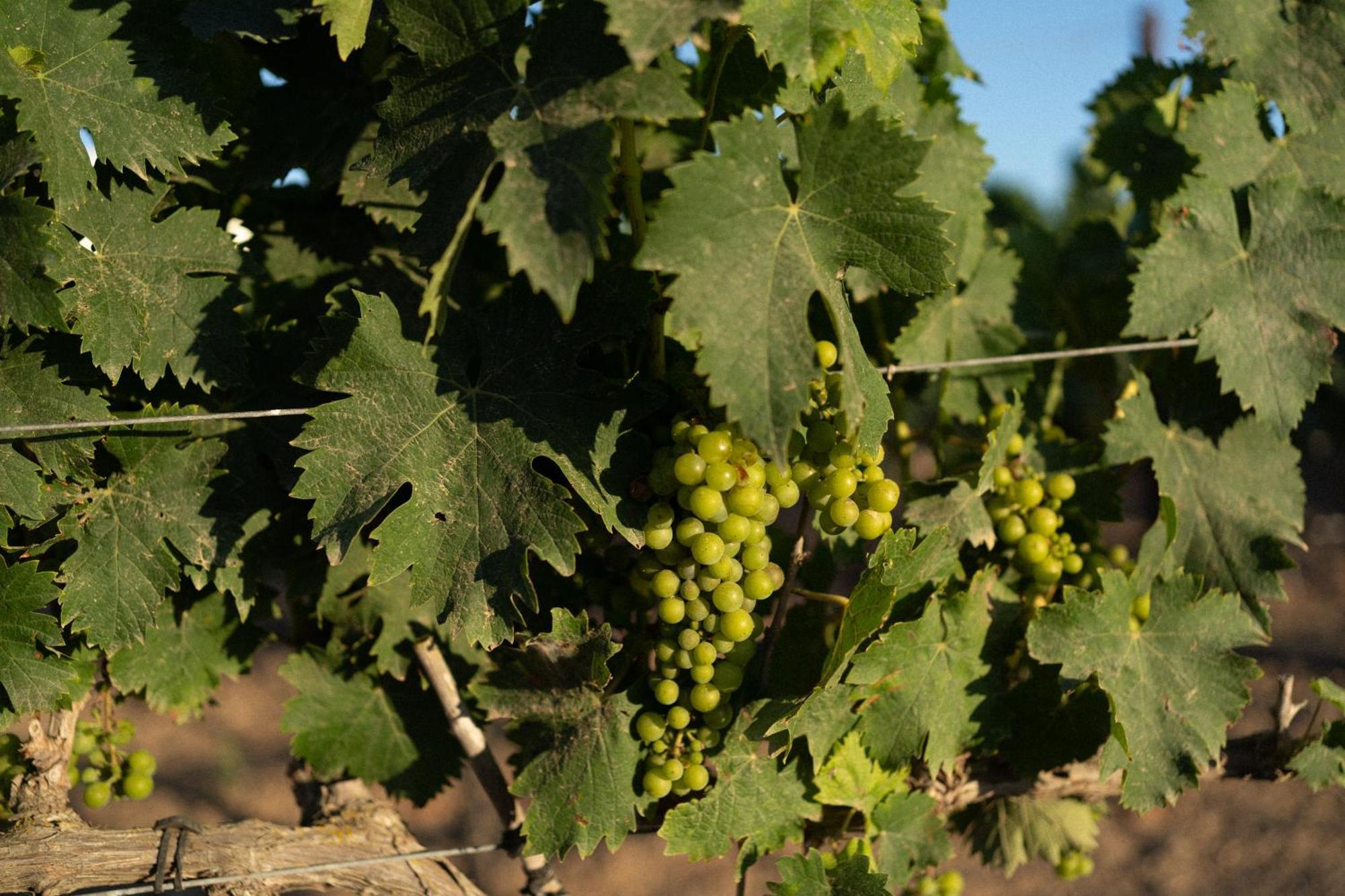 Vino Resort Son Amaret Son Macia  Exteriör bild